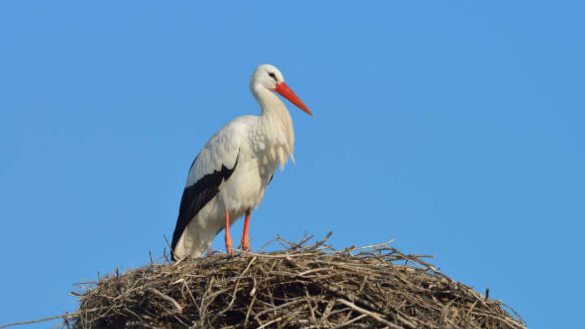 Bocian Krutek już w Krutyni