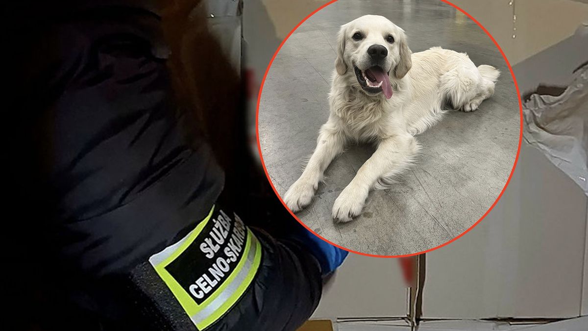 Wyszkolony pies Kodi uniemożliwił