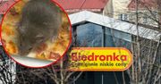 Mysz biegała po pieczywie w Biedronce. Incydent miał się powtórzyć