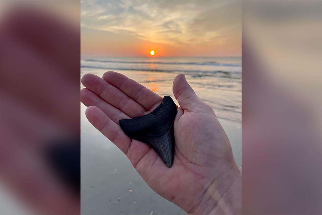 Niesamowite odkrycie. Ząb prehistorycznego potwora znaleziony na plaży