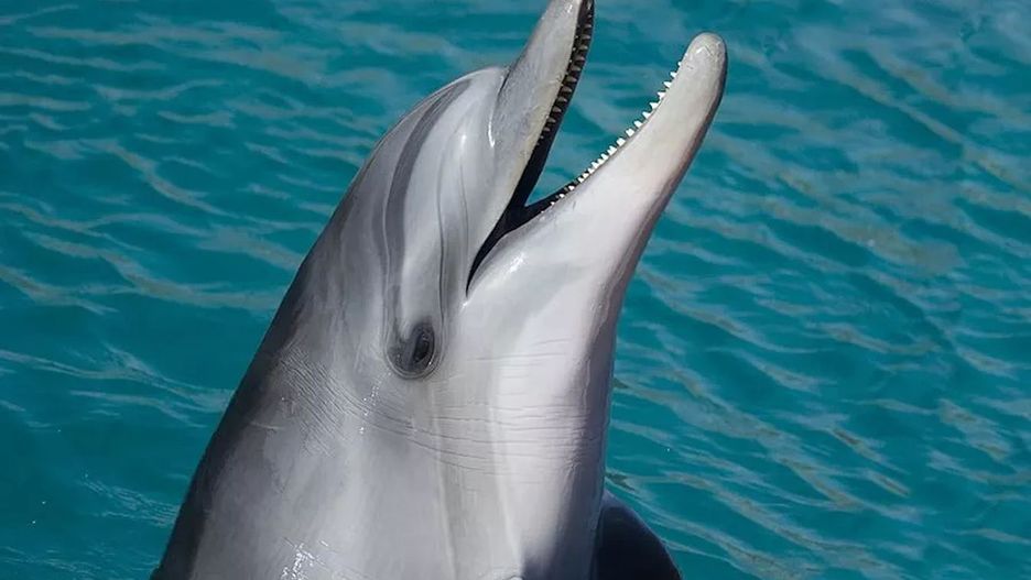 Delfin