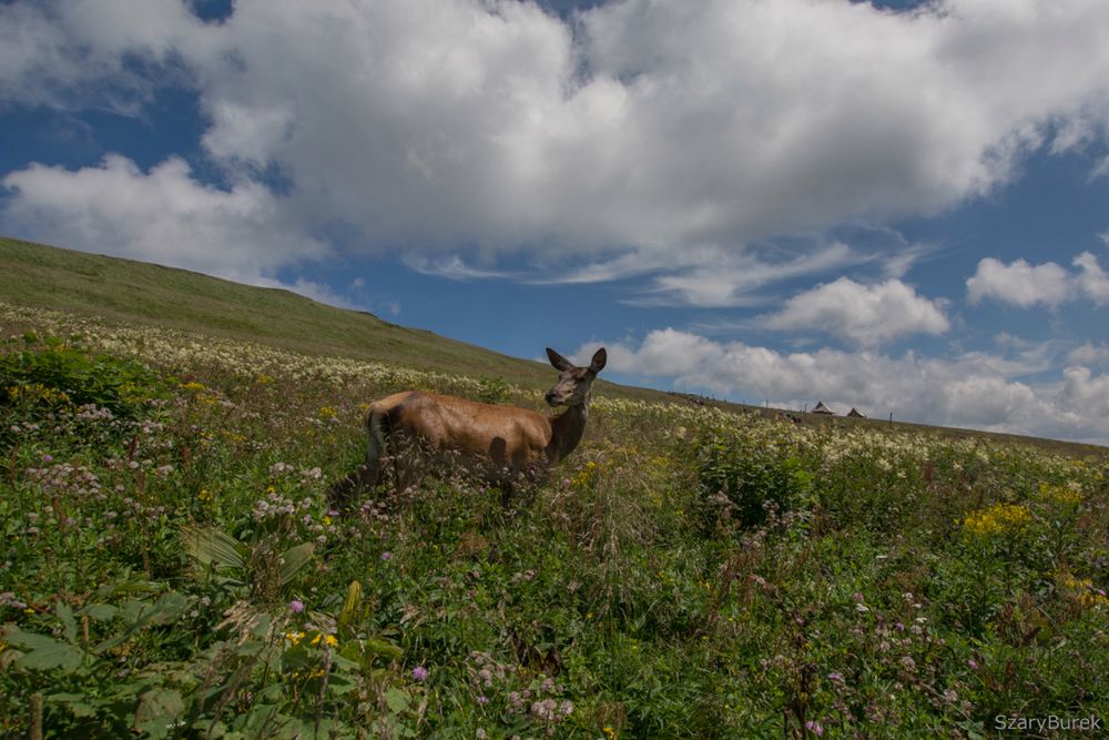 Rzuciłem wszystko i pojechałem w Bieszczady. Taką fotograficzną podróż polecam każdemu 7