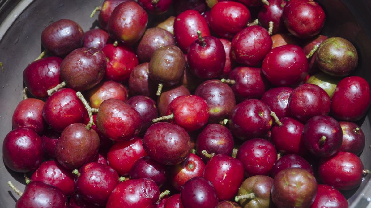 Egzotyczna śliwka, która oczyszcza organizm i wzmacnia odporność