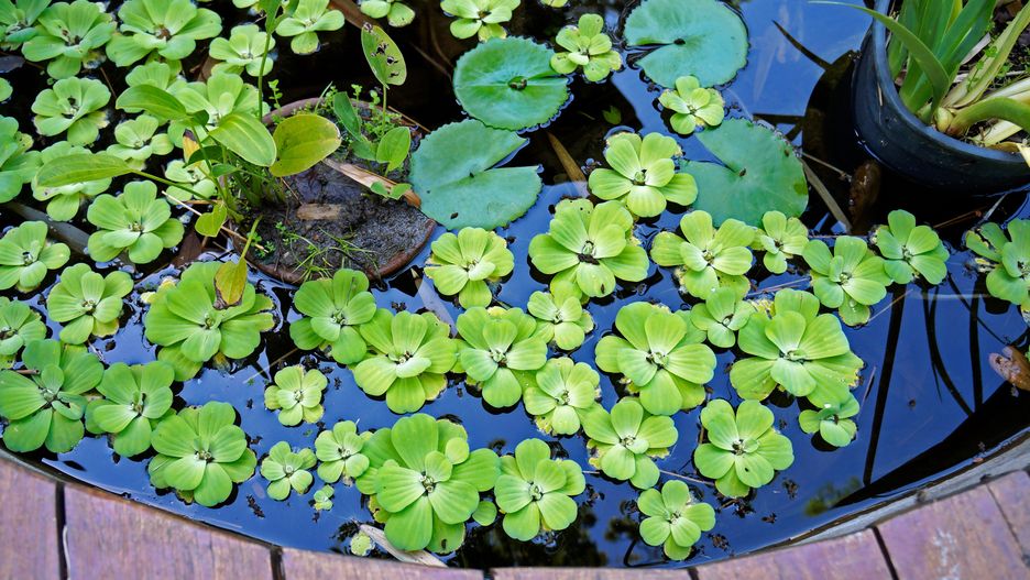 Pistia stratiotes jest teraz zabroniona