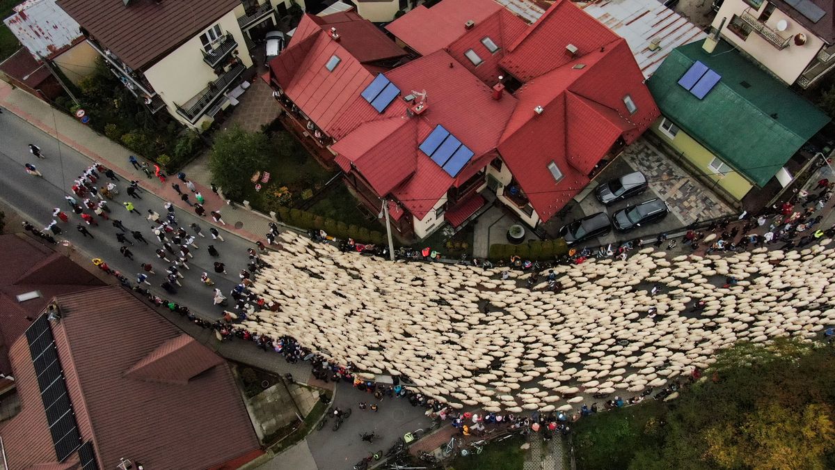 SZCZAWNICA, POLAND - OCTOBER 12: An aerial of sheep following their shepherds as they celebrate Redyk, marking the end of the sheep grazing season with locals in Szczawnica, Poland, on October 12, 2024. Every year in southern Poland, shepherds from the mountain region celebrate the end of the grazing season by descending from the mountains with their sheep, followed by folk celebrations in the villages. (Photo by Omar Marques/Anadolu via Getty Images)