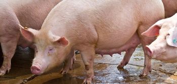 Ceny skupu świń 2025 drastycznie spadły – stawki nie do przyjęcia