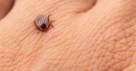 Nanieś na skórę przed wyjściem z domu. Kleszcze nie będą cię atakować