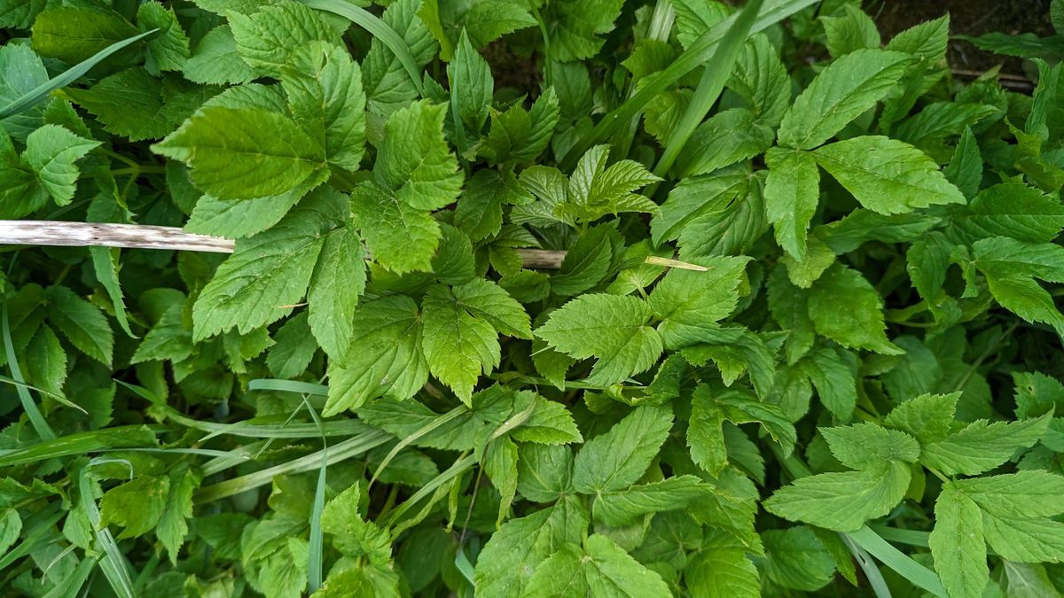 Podagrycznik to roślina, która jest niedoceniana