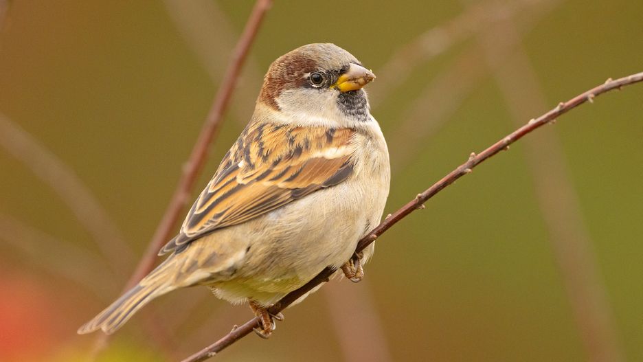 bird birds karmnik dokarmianie ptaków grzegorz sierocki
ptak, wróbel, wróblowy, zwyczajny, domowy, kolorowy, jesienny, dziób, natura, ekologia, ochrona