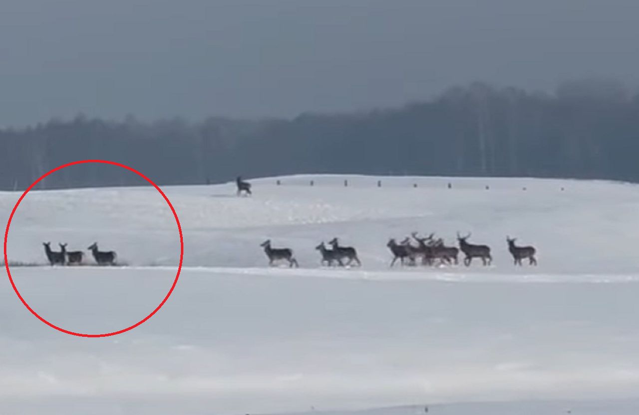 Policja ostrzega kierowców. "Mogą niespodziewanie wtargnąć"