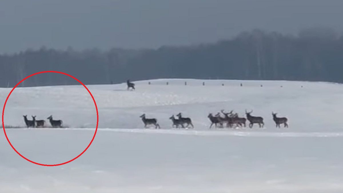 Policja ostrzega kierowców. "Mogą niespodziewanie wtargnąć"