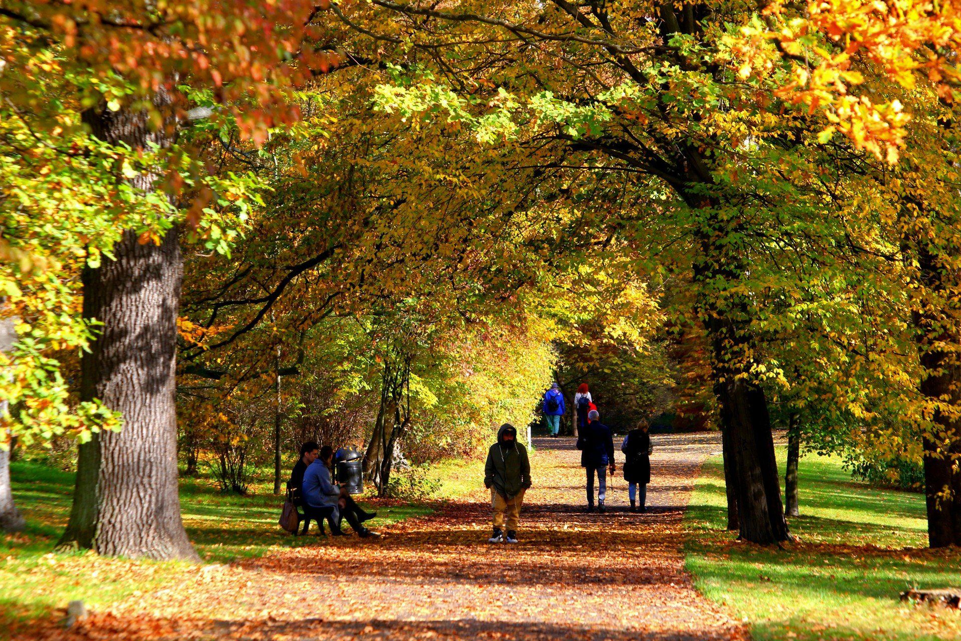 Park Szczytnicki we Wrocławiu - to prawdziwy dendrologiczny hit. Ten 100-hektarowy park krajobrazowy, założony w XVIII wieku, wyróżnia się bogactwem gatunków. Jeśli jesteś we Wrocławiu, Park Szczytnicki to obowiązkowy punkt na jesiennej mapie.