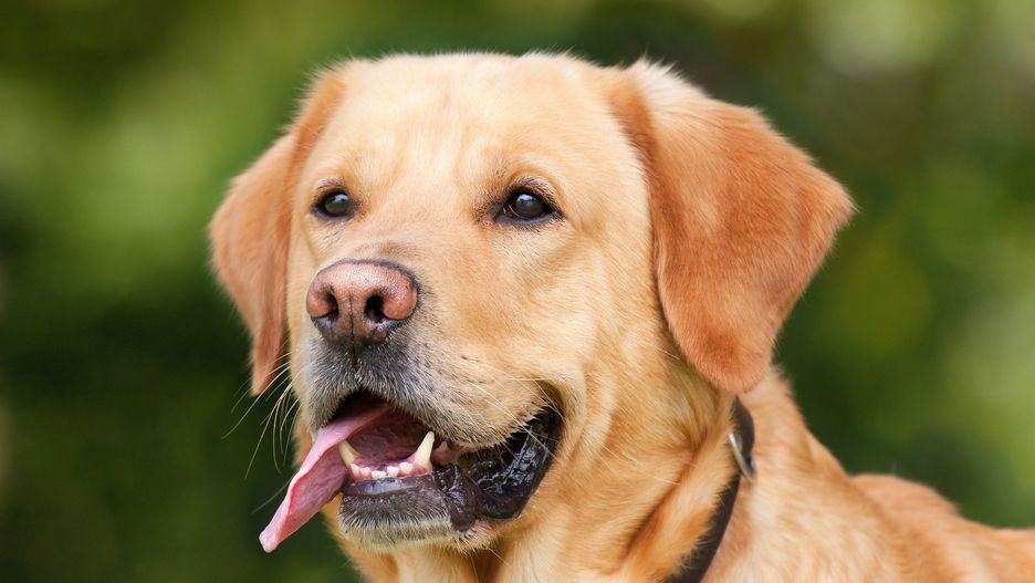 Warszawa. W Wawrze w sobotę będzie można za darmo zaczipować psa