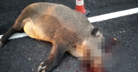 Uderzył w dzika. Kierowca zdążył obejrzeć auto, potem zmarł
