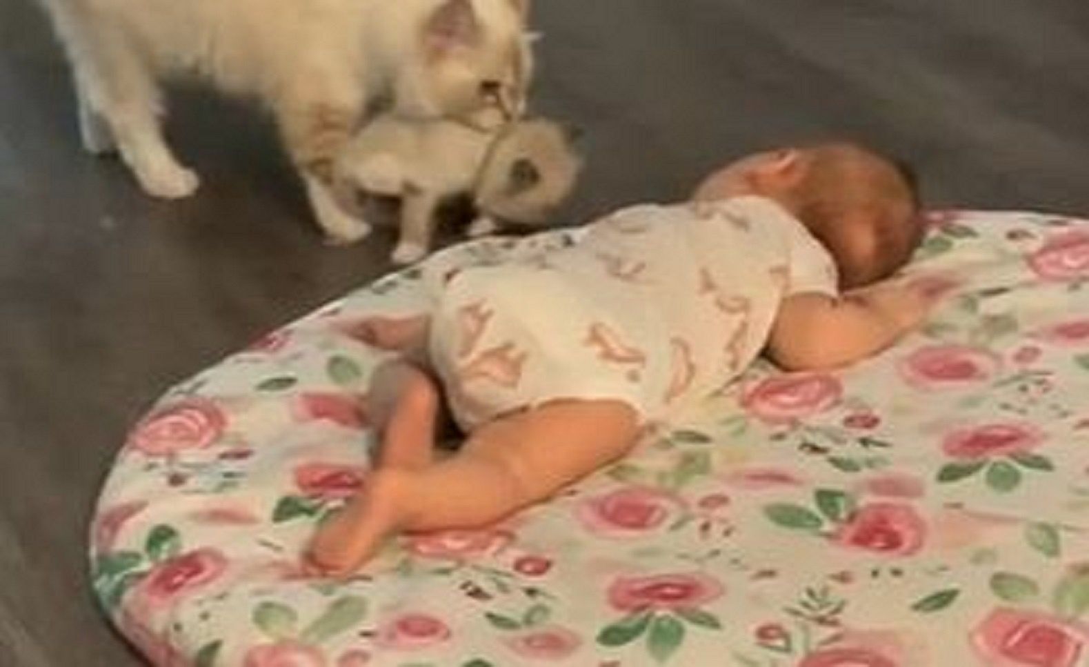 Do niemowlęcia podchodzi kotka z młodym. Nagranie chwyta za serce