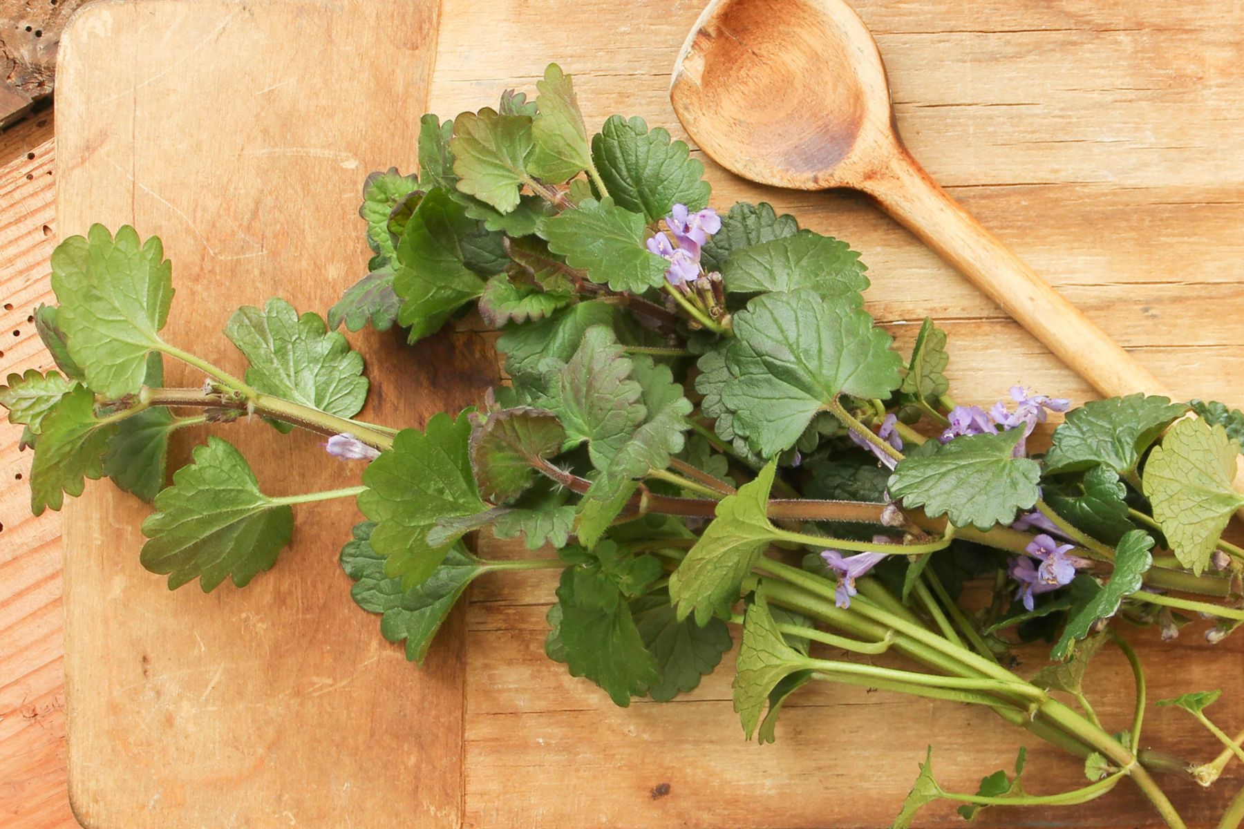 Polacy traktują jak chwast, a jest smaczniejszy od rukoli. Zamiast deptać, zrywam do sałatki