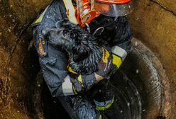 Wielkopolska. Strażacy uratowali psa. Spadł na dno studni