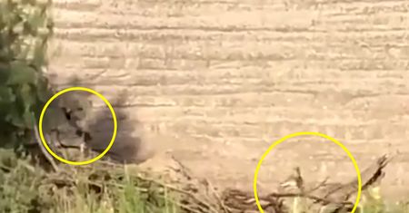 "Struś pędziwiatr" na żywo. Kojot gonił ptaka zupełnie jak w bajce