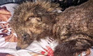 Słoik stał się dla niego pułapką. Pomoc przyszła w ostatniej chwili