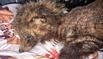 Słoik stał się dla niego pułapką. Pomoc przyszła w ostatniej chwili