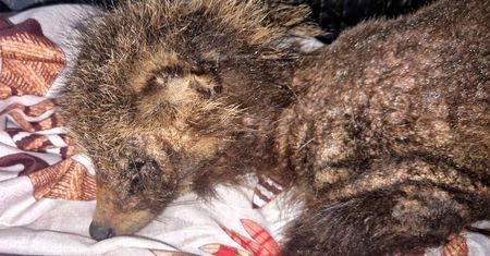 Słoik stał się dla niego pułapką. Pomoc przyszła w ostatniej chwili