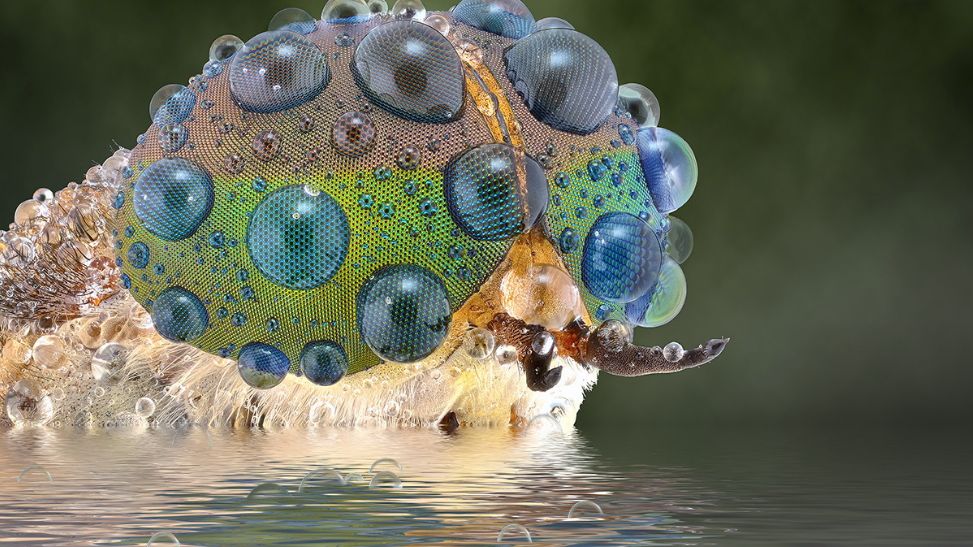 Obcy od dawna są wśród nas. Na zdjęciach świata makro Yudy Sauw 1