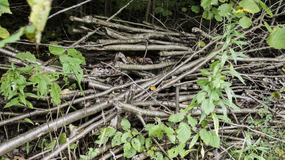 Tyle drewna sprzedały Lasy Państwowe. Są nowe dane 