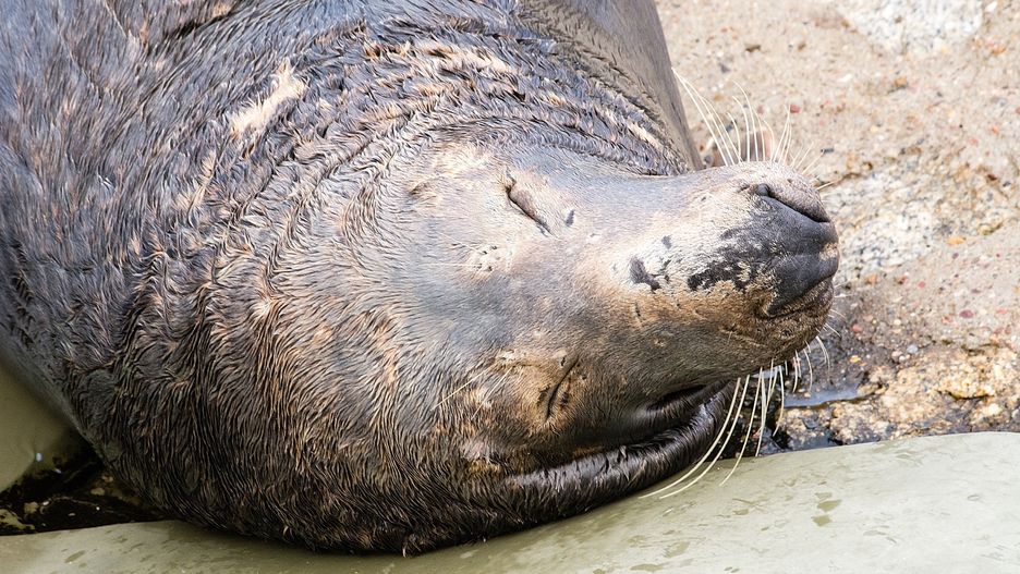 Foki lubią wylegiwać się na plaży (zdjęcie poglądowe)