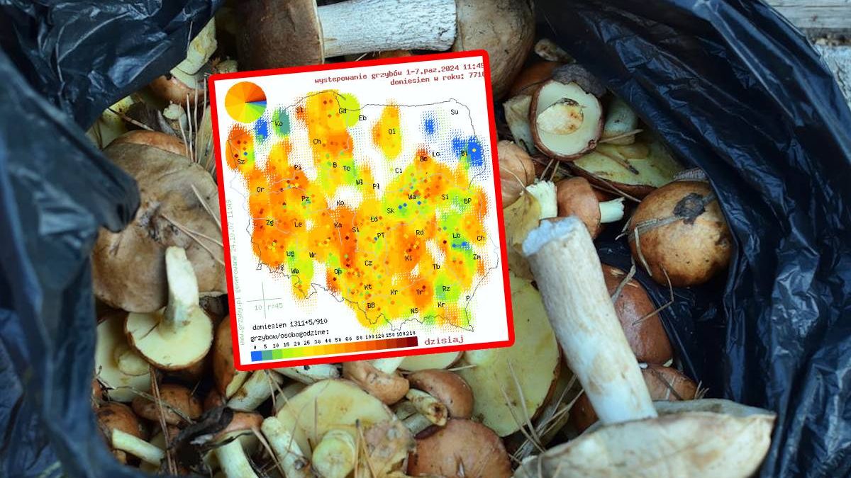 Gdzie szukać grzybów? Sprawdź na mapie