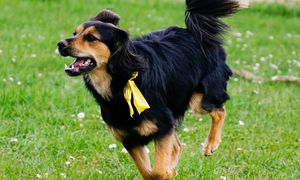 Widzisz psa z taką wstążką? Nie podchodź do niego