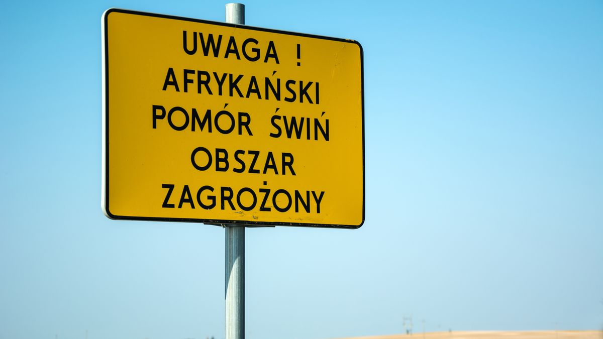 Na walkę z ASF przeznaczono 200 mln zł 