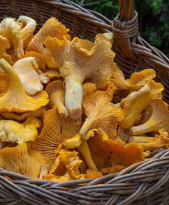 Fatalna wiadomość dla grzybiarzy. Może nadejść koniec kurek i maślaków