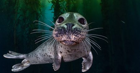 Najlepsze zdjęcia oceaniczne w konkursie Safe Under the Sea