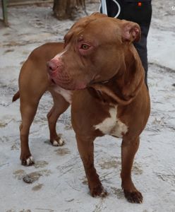 Amstaff zagryzł yorka i rzucił się na jego właściciela