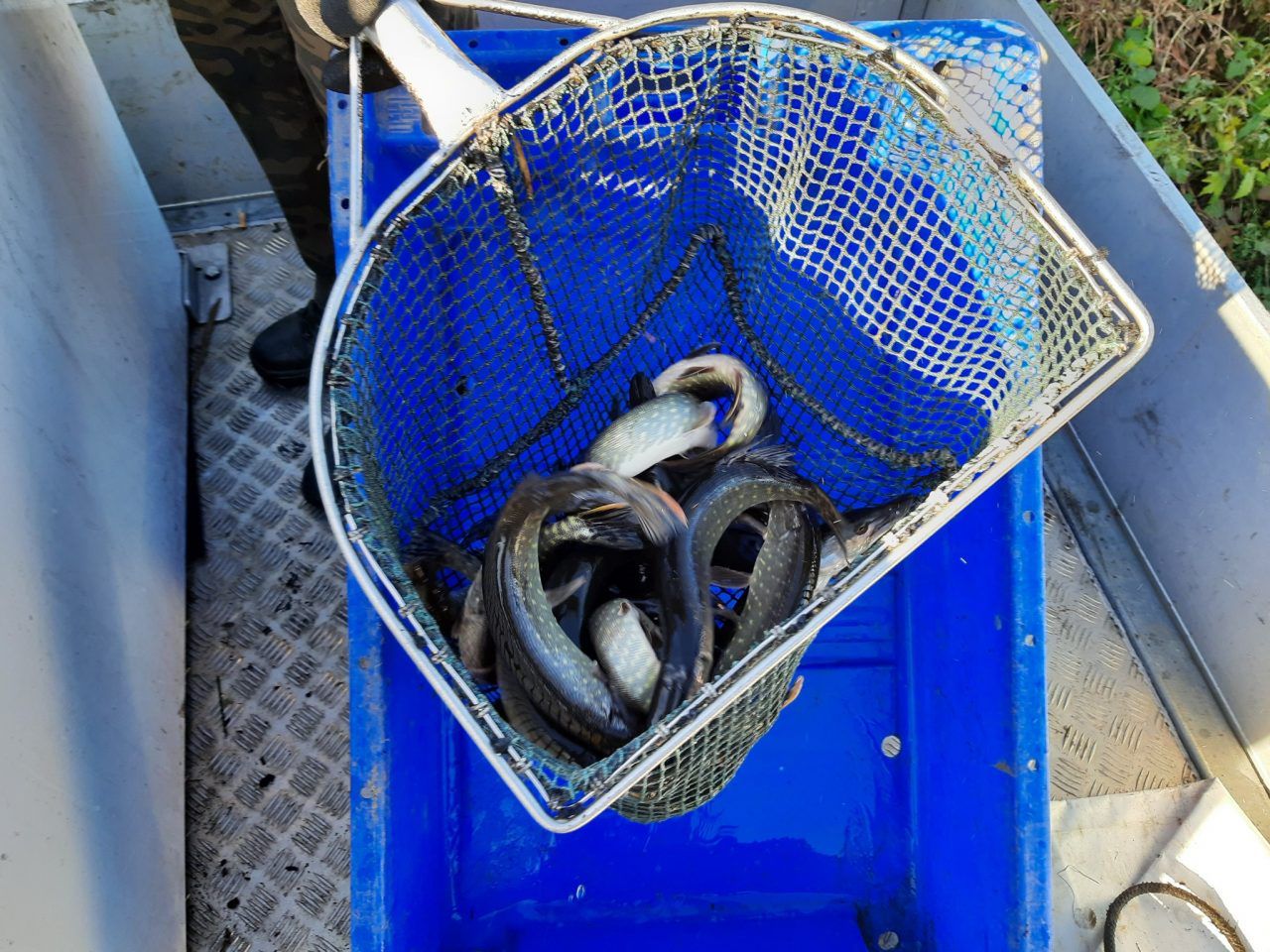 Lubelskie: Ponad 650 kg narybku szczupaka trafiło do jezior i Bugu