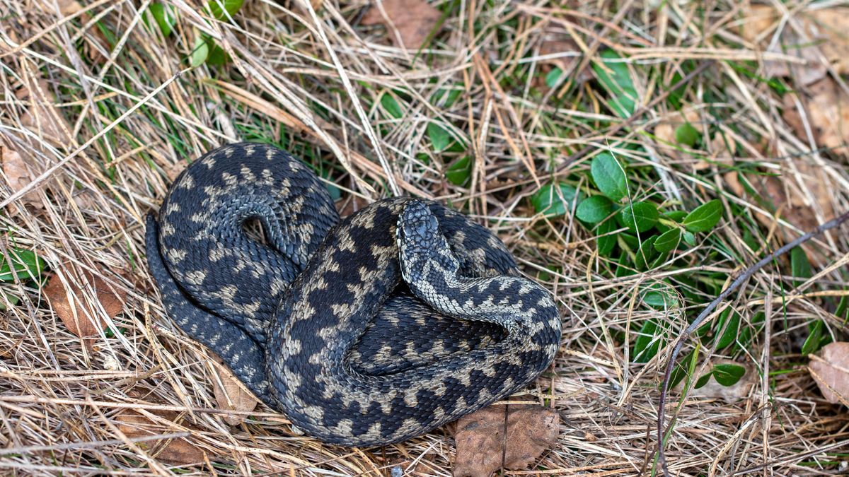 Żmije zygzakowate zaczynają sezon godowy