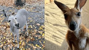 Warszawa: Dwie niezwykłe historie. Kto wygra głosowanie?