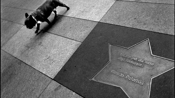 „Dog Stories" - pieskie życie na czarno-białych fotografiach Roberta Kresy 1