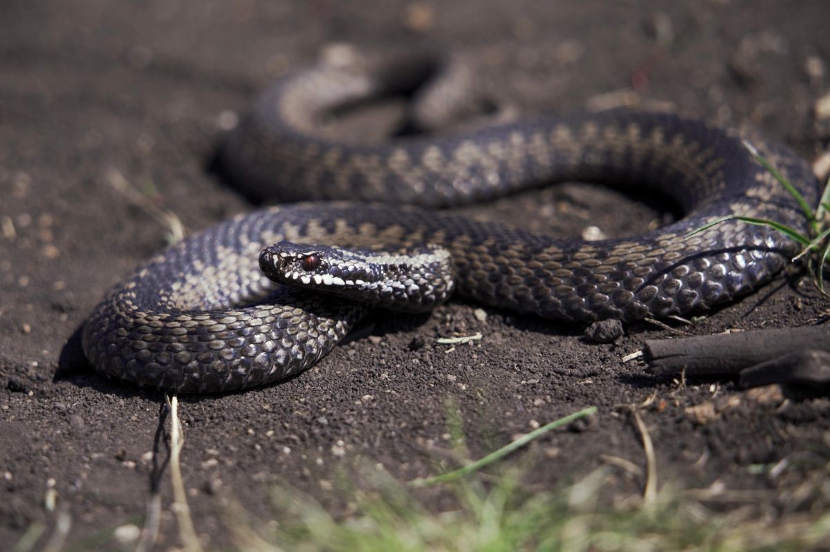 Żmija zygzakowata to jedyny gatunek węża jadowitego w Polsce