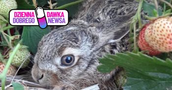 Zbierali truskawki i nagle taki widok. Najsłodsze, co dziś zobaczysz