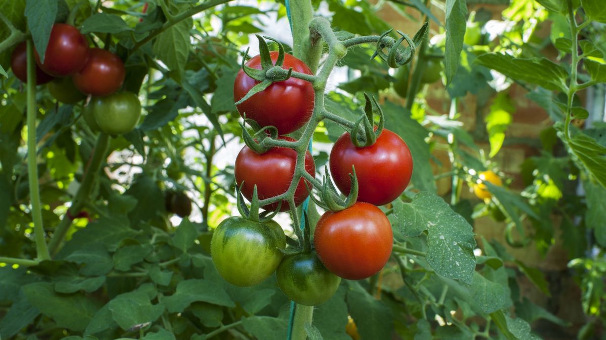 Jakich roślin nie sadzić obok pomidorów?