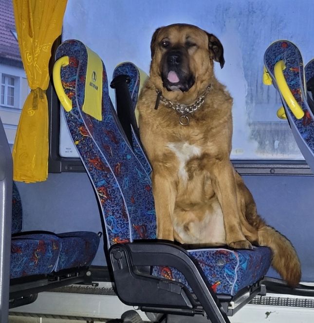 Pies wsiadł do autobusu