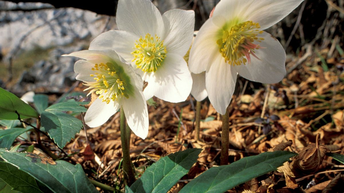 Jak pielęgnować ciemiernik? 