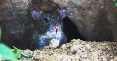 Plaga szczurów we Wrocławiu. "Boimy się korzystać z łazienki"