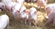 Chciał hodować 20 tys. świń. We wsi zawrzało. Jest reakcja gminy