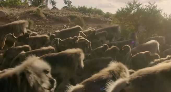 Treści wideo z kanału National Geographic w Onecie