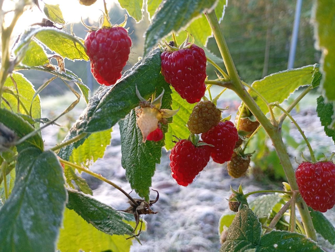 Polscy rolnicy dostaną nadzwyczajne wsparcie z UE