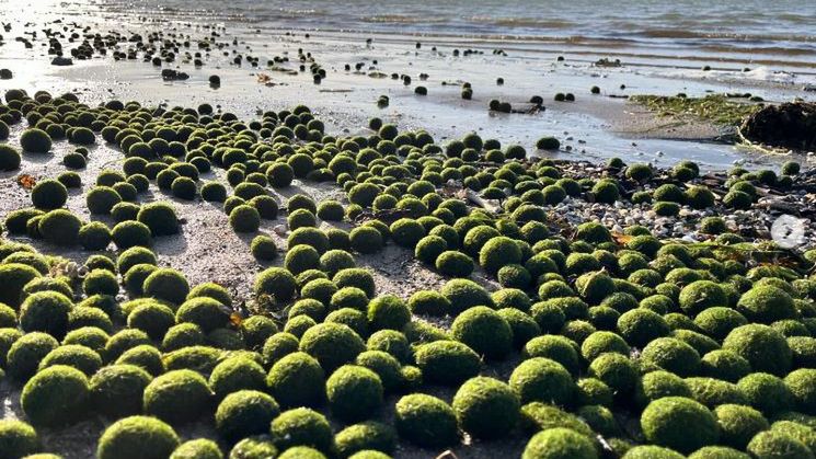 Niezwykłe zjawisko na duńskiej plaży