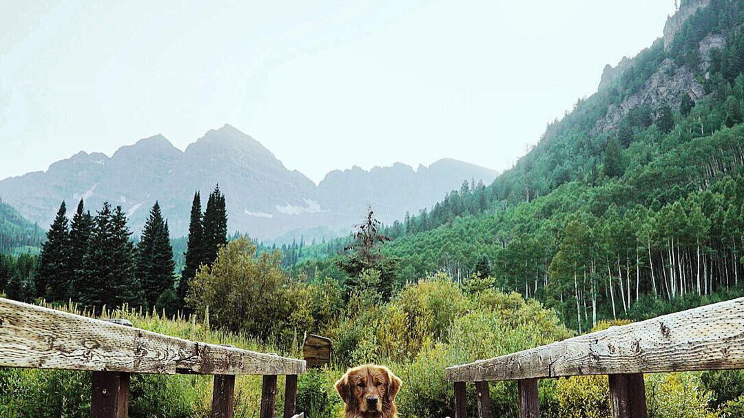 Właściciel uwiecznia przygody psa podczas wspaniałych podróży 1