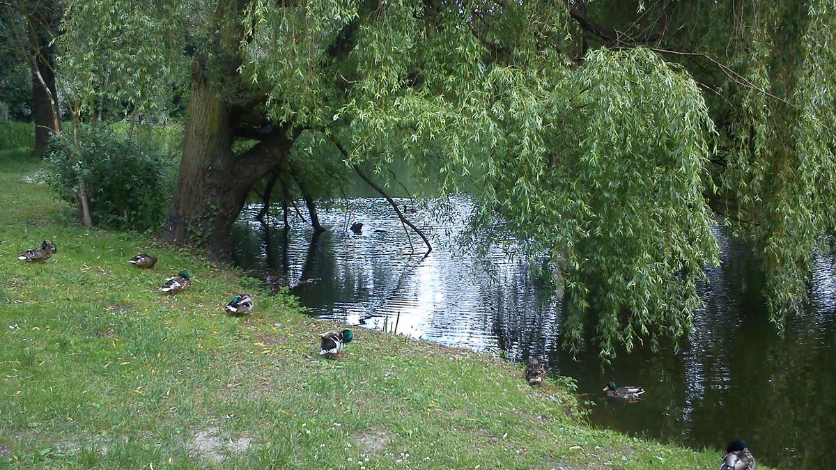 W stawach Lasku Dębińskiego zaobserwowano gatunek inwazyjny. Zdj. ilustracyjne 